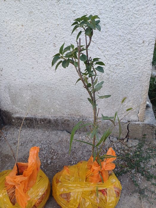 продаём саженцы топология итд