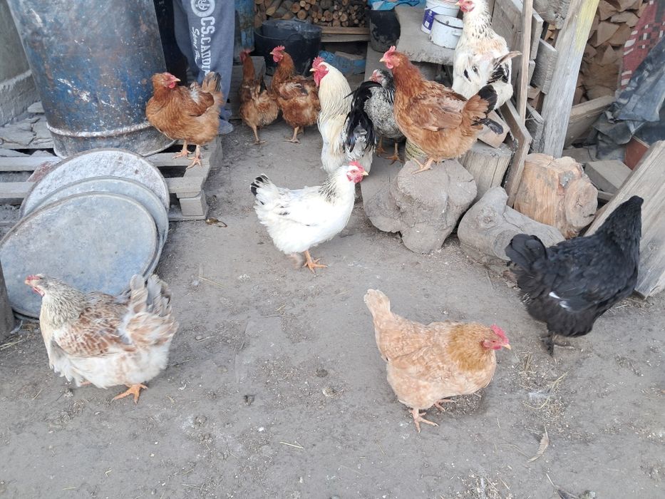 Vând gaini si cocosi de tara
