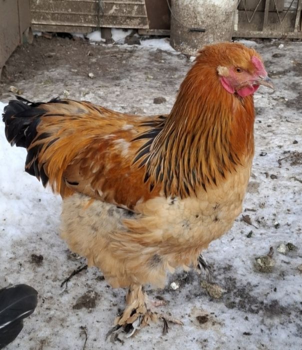 Tineret brahma trei bucăți