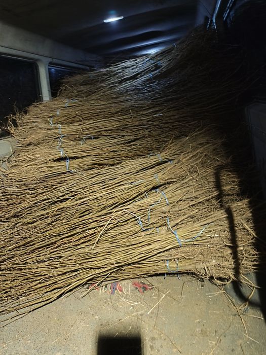 Puieți salcâm la preț redus.30 bani