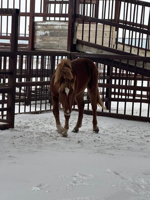 Құнан сатылады.