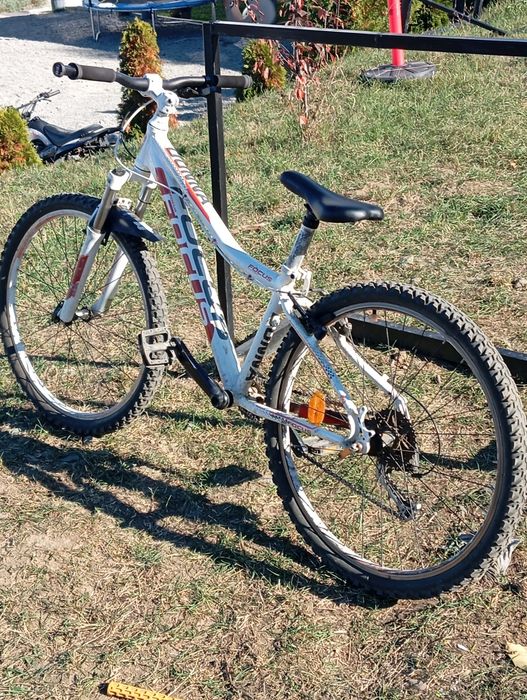 Bicicleta Focus Donna