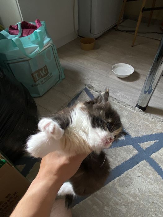 Отдам котят в хорошие руки