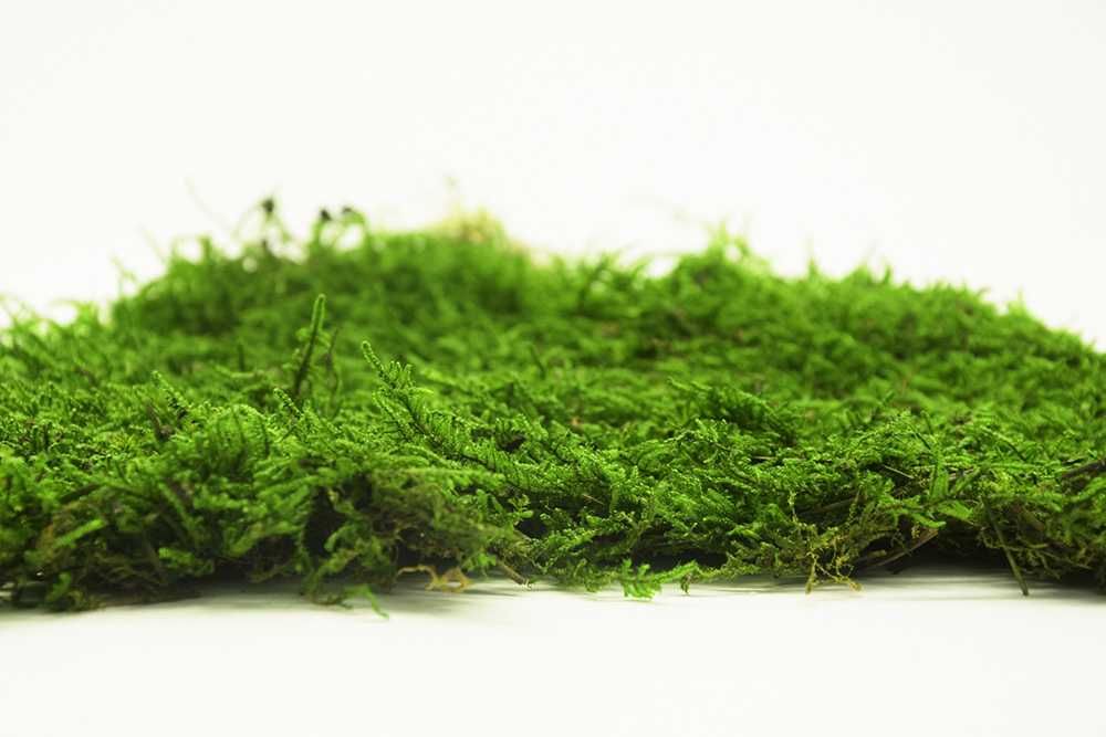 Декоративен плосък стабилизиран скандинавски естествен мъх - Промоция