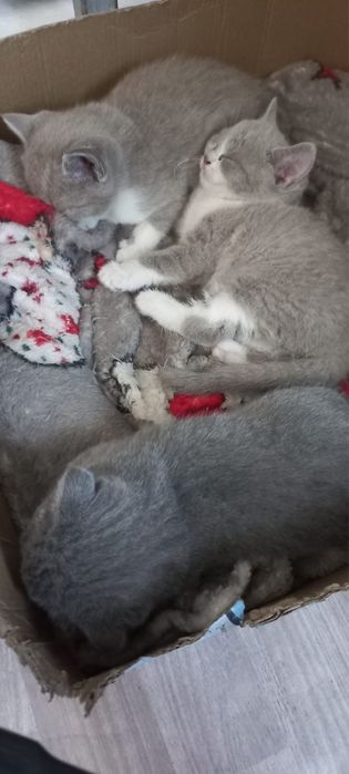 Британские котята