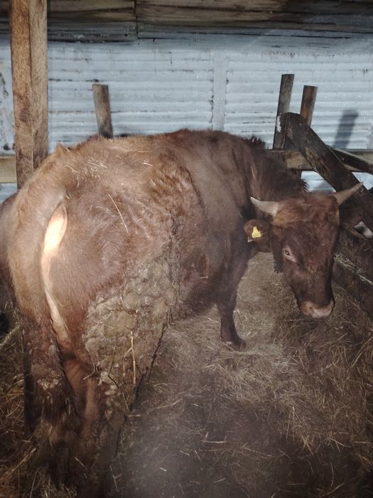 Продам бычка 2 годовалого
