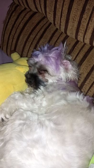 Donez câine de casa