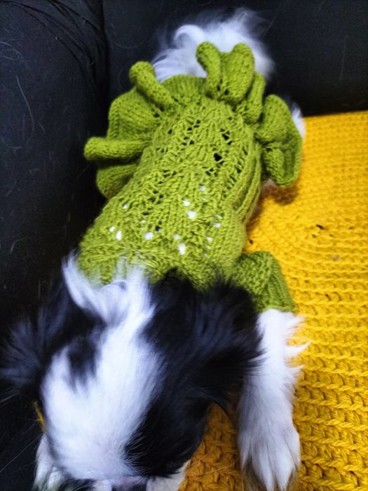 Вязаная одежда для декоративных собак.