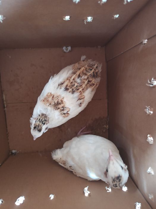 Подарявам два мъжки пъдпъдъка