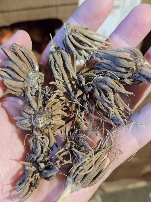 Bulbi de lalele, narcise. Lichidari de stoc. Preturi engros.