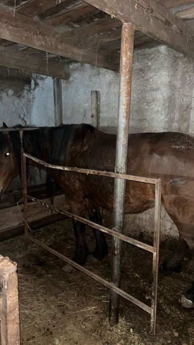 1бас еркек жабагы 2бие сатылады