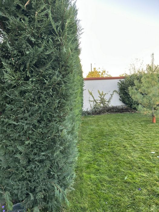 Озеленяване,изграждане на поливни системи,цялостна поддръжка