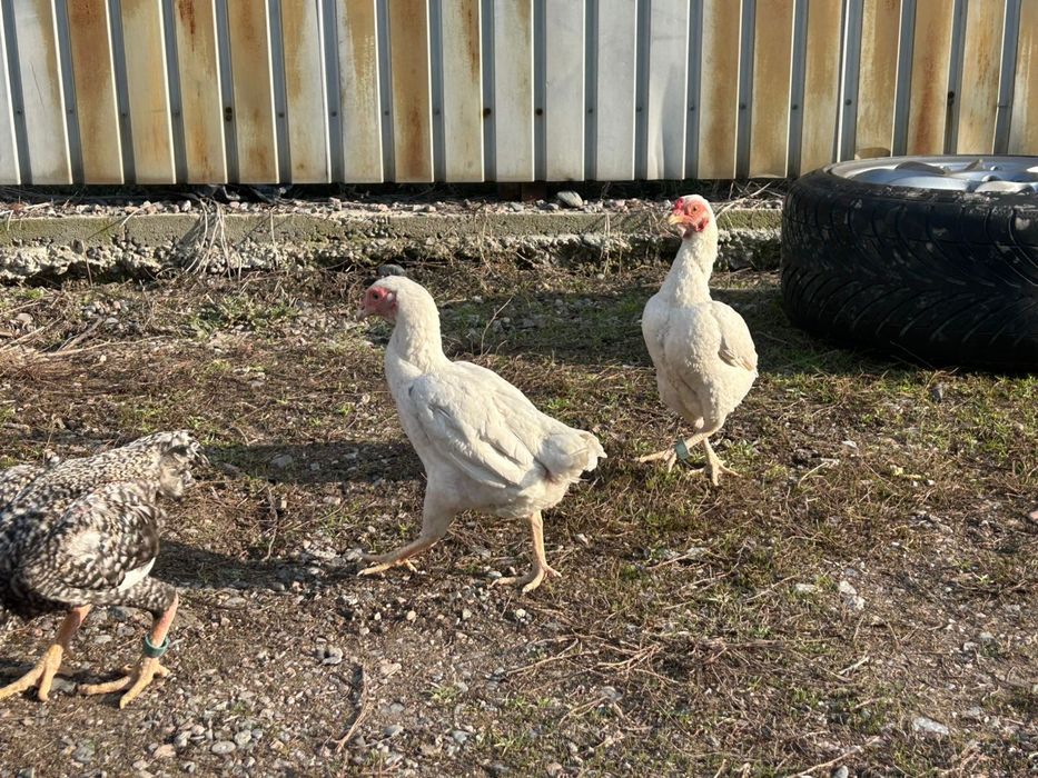 Ко шамо 2+1 семья