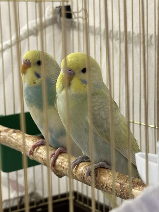 Радужные волнистые попугаи