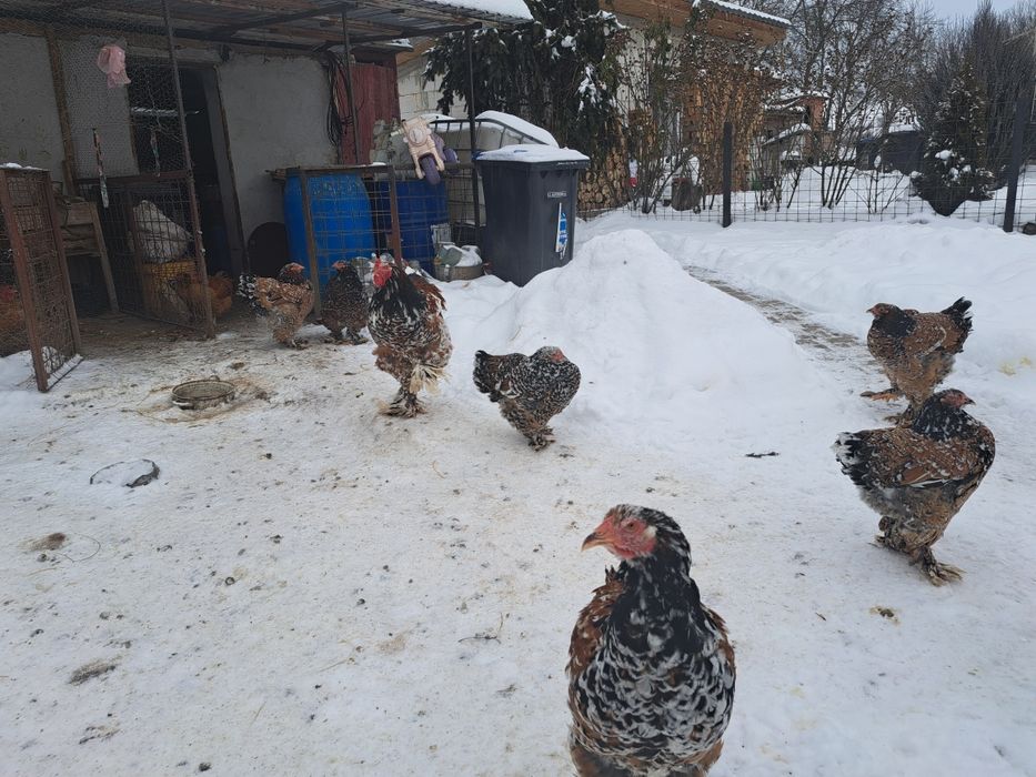 Vand oua incubat brahma portelan