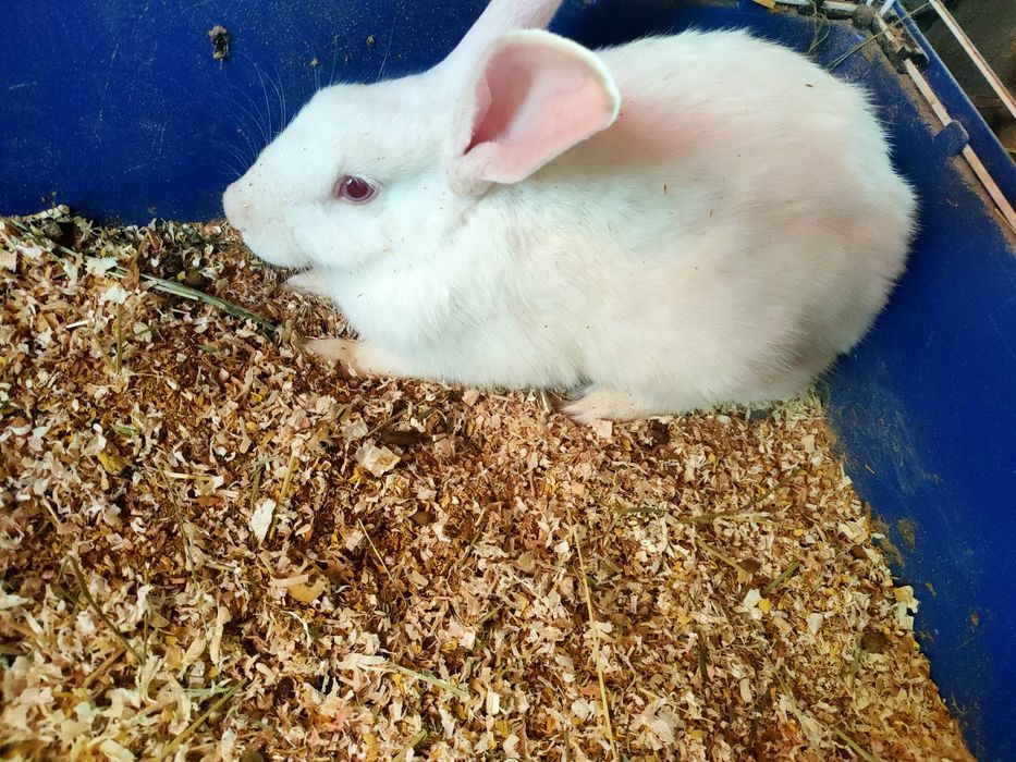 Iepurași drăgălași