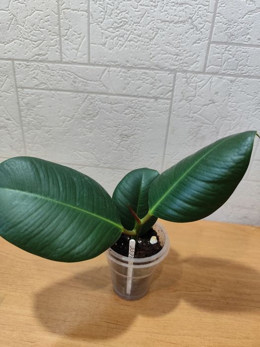 Фикус каучуконосный