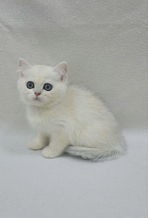 Девочка скоттиш страйт серебристая шиншила