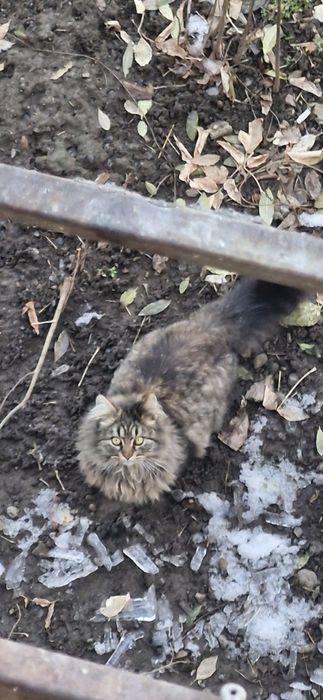 Котятя в добрые руки!