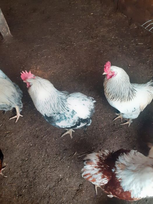 Продам домашних петушков