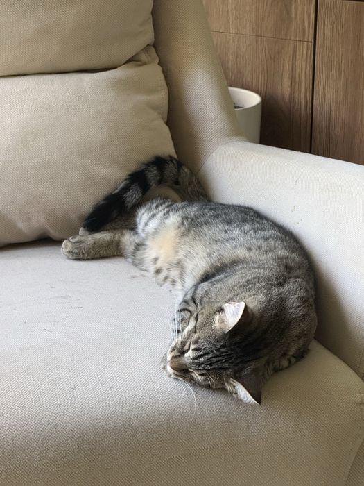 Молодой и активный котик