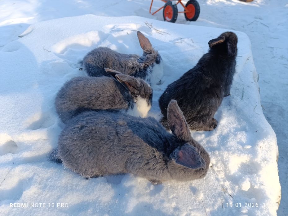 Кролики баран+ строкач
