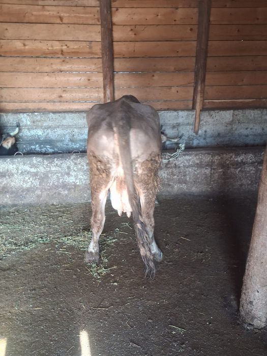 Vand 2 vaci foarte bune