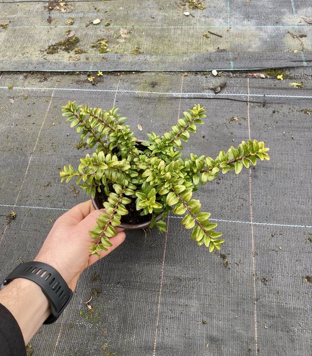 Лоницера нитида Мейгрюн