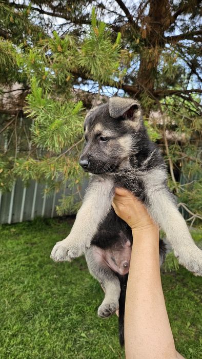 Продам щенков Восточно-европейской овчарки
