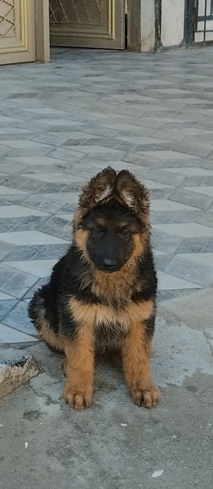 Немецкая овчарка