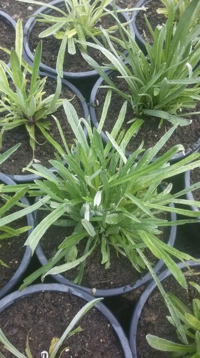 Еделвайс (leontopodium alpinum)