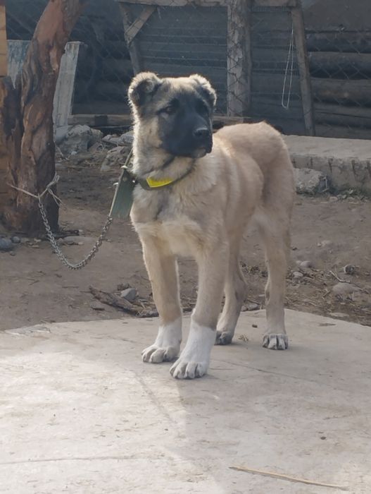 Щенок Алабая кобель (мальчик)