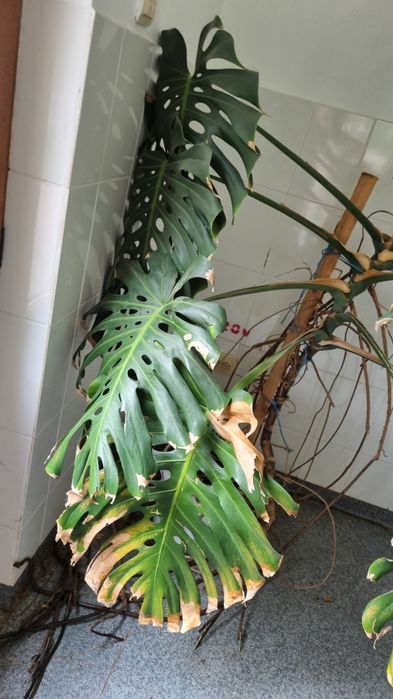 Monstera deliciosa