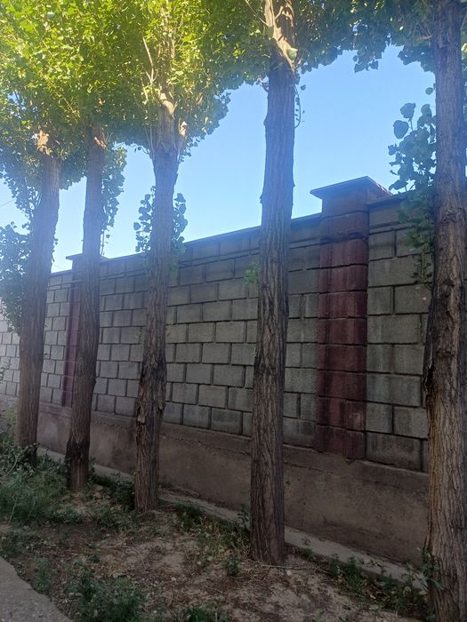 Балкаға терек сатылады.