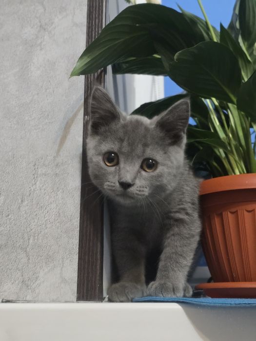 Британский короткошерстный котёнок 3,5 месяца