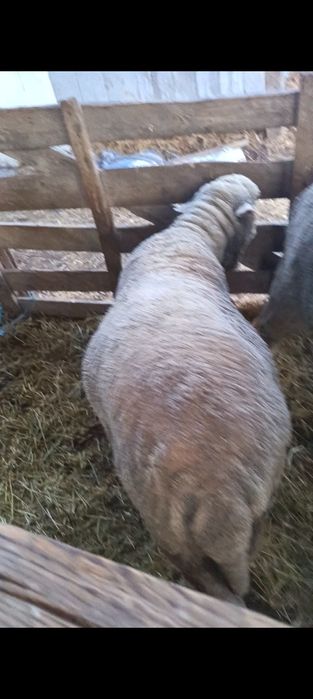 Vând 2 berbeci miori merinos