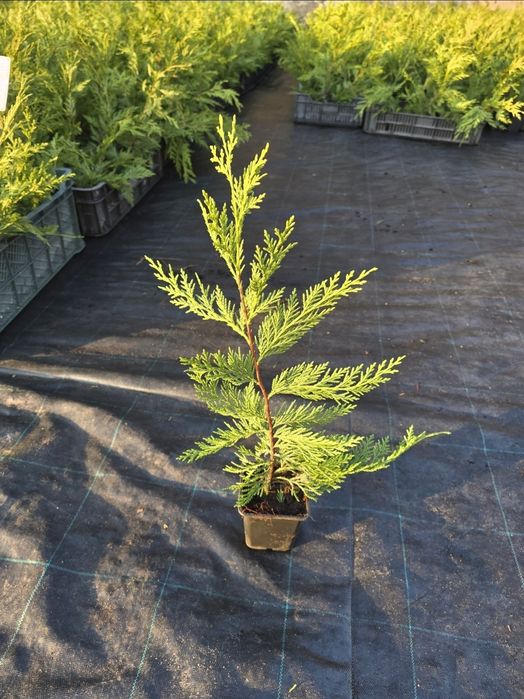 Chiparos Leylandii 40-50cm verde profund