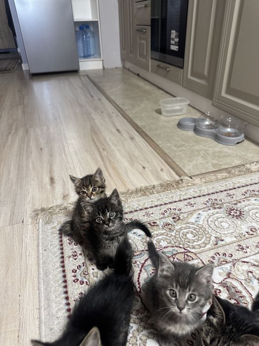 Котята 3 девочки)