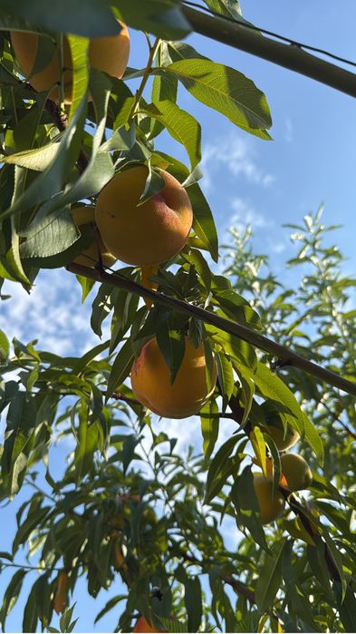 Pomi fructiferi la ghiveci !