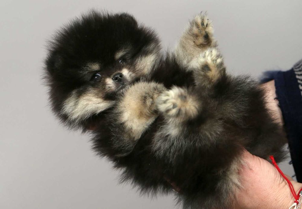 Померани пухови сладури