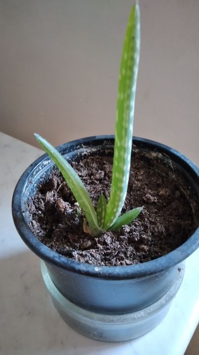 Продавам алое вера и сансеверии