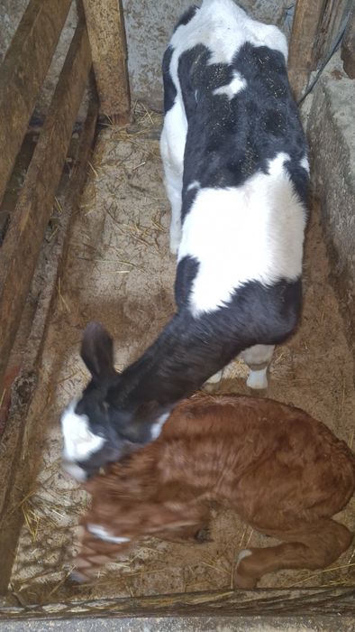 Продаются КРС коровы