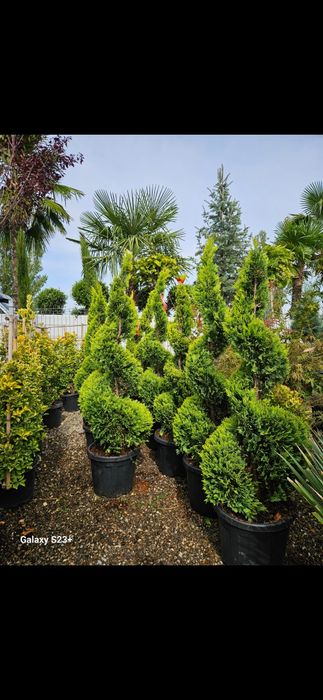 Vindem pon pon si spirala gold rider