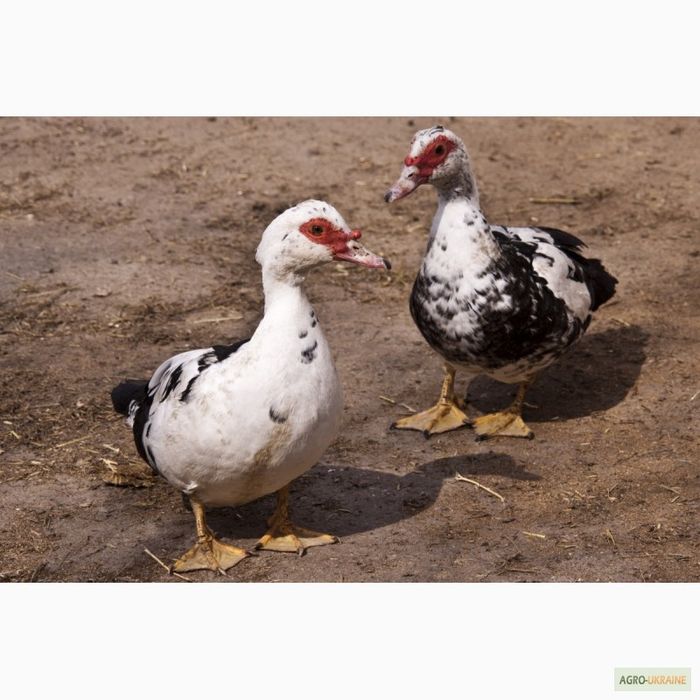 Индоутки шипуны домашние