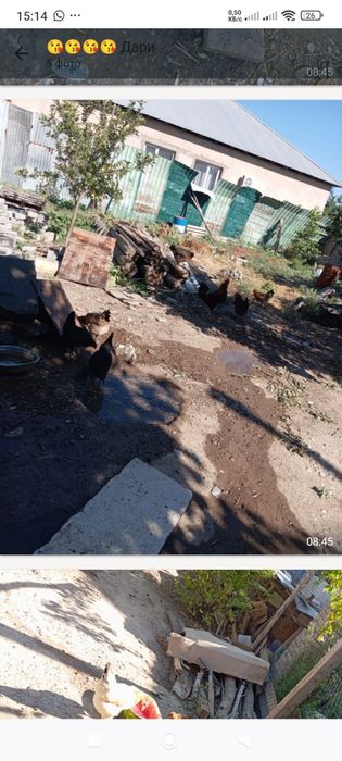 Тауык сатылады тезарада