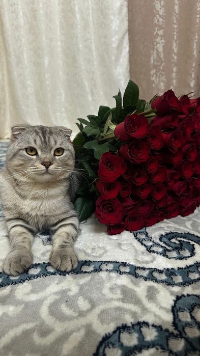 Отдам в добрые руки кот и кошка.