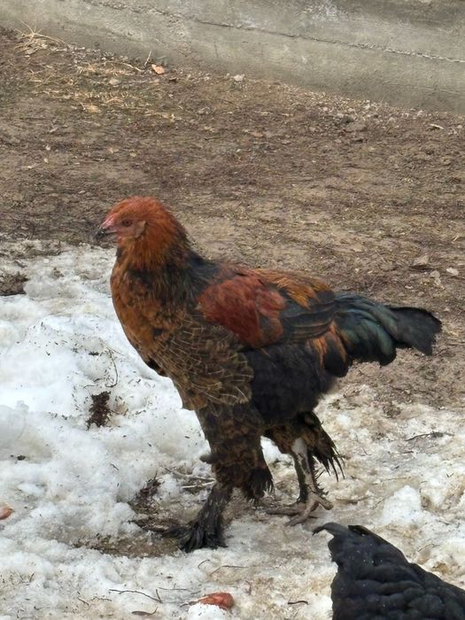 Тауқтар сатылады пародисты