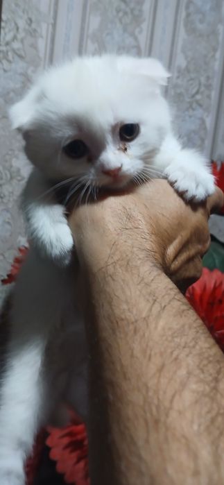 Шотландский фолд