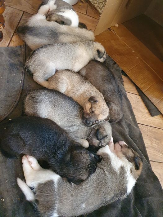 Щенки в добрые руки