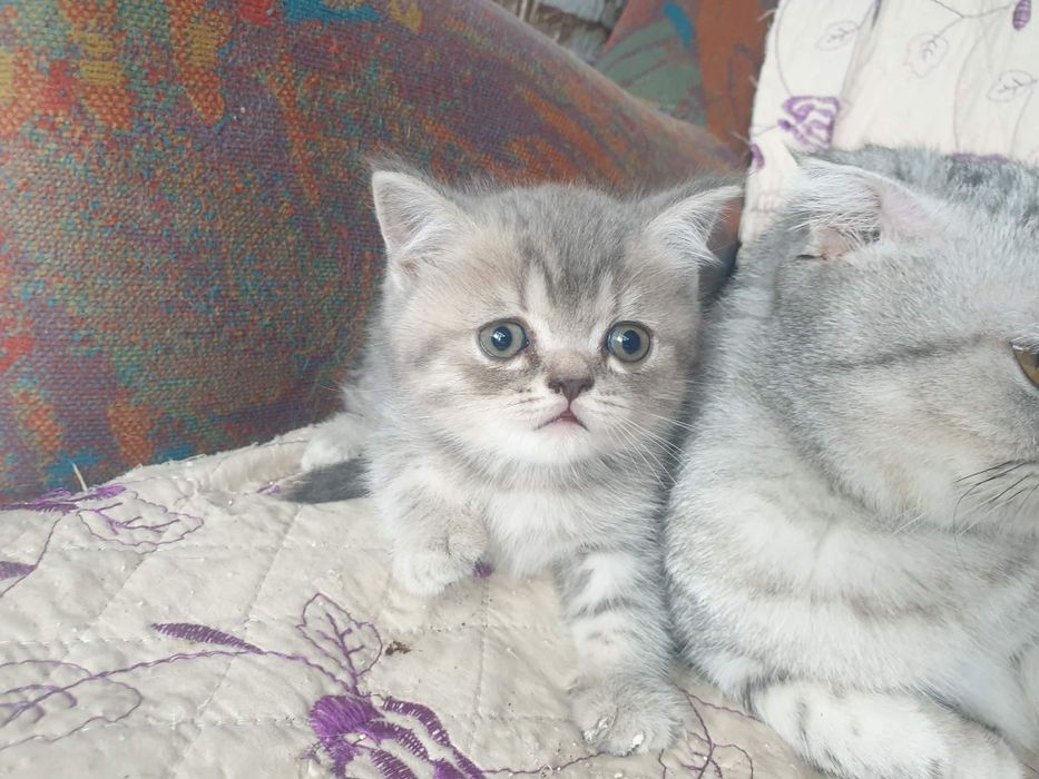 Pisici british disponibili